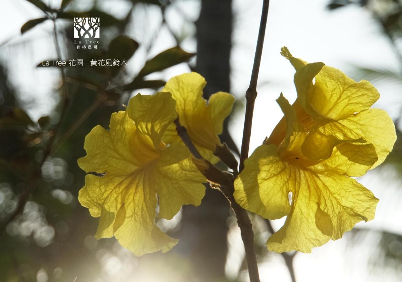 La Tree 普椿農場木子莊園 Lejlighed Donghe Eksteriør billede