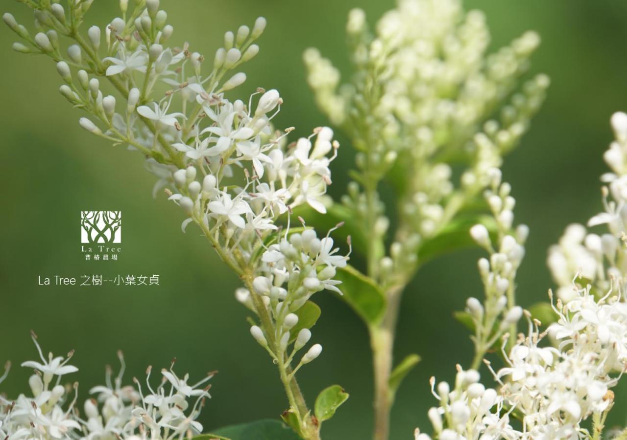 La Tree 普椿農場木子莊園 Lejlighed Donghe Eksteriør billede