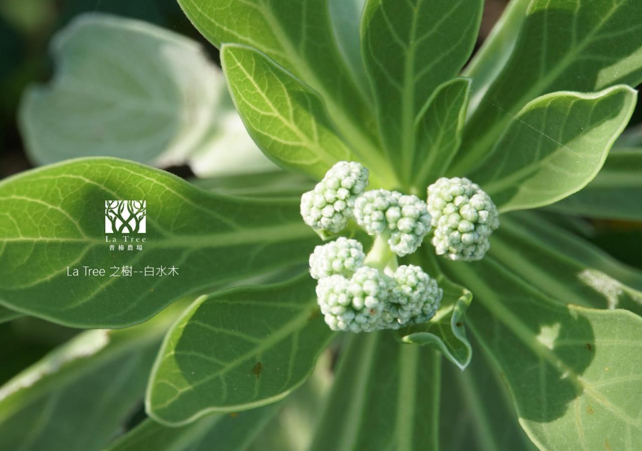 La Tree 普椿農場木子莊園 Lejlighed Donghe Eksteriør billede